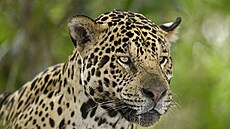 Kdy zaustilo koví, samice zpozornla, popisoval fotograf.