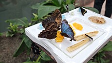 Mot�ly krm� tropick�m a subtropick�m ovocem a sladk�mi roztoky.