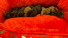 tata, které odloil neznámý pachatel venku v krabici od bot, nepeila.