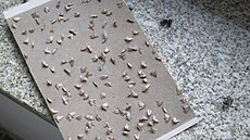 Inspekto�i Státní zem�d�lské a potraviná�ské inspekce uzav�eli Kolá�ovu pekárnu...