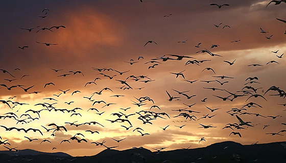 Tah migrujících pták�