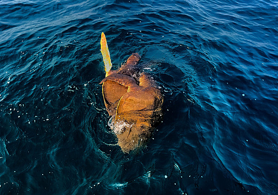 Pár �elv ostruhatých u plá�e v Bengálském zálivu (22. ledna 2025)