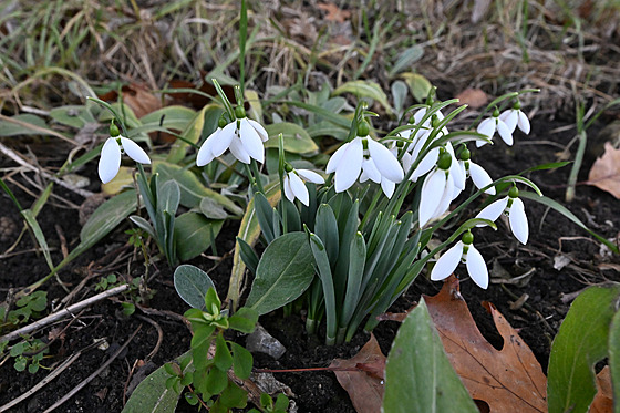 Kvetoucí sn�enky v centru B�eclavi (28. leden 2025)