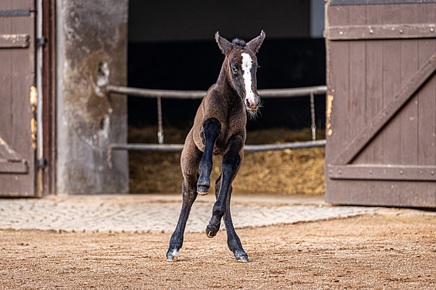 V kladrubském hebín se narodilo první híb letoního roku. (24. ledna 2025)