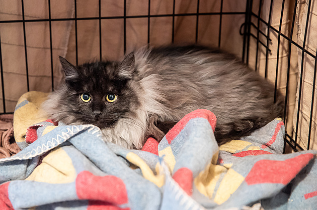 Útulek a pée o koky Andlský svt ve Sloupu v echách (21. 1. 2025)