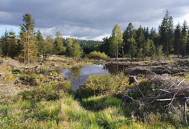 Pod Moty�onkou u Most� u Jablunkova vznikla v rozsáhlé kalamitní plo�e soustava...