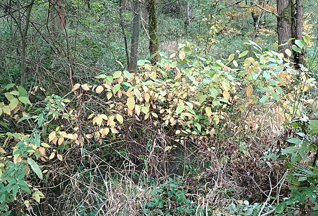 Svída bílá je jedním z nepvodních ke, které v pírod regionu zplaují.