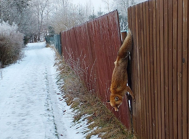 Lika zstala za ocas zaklínná v plot.