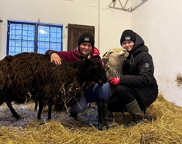 ást zvíat z ichalovského hospodáství nala domov na farm u sester...