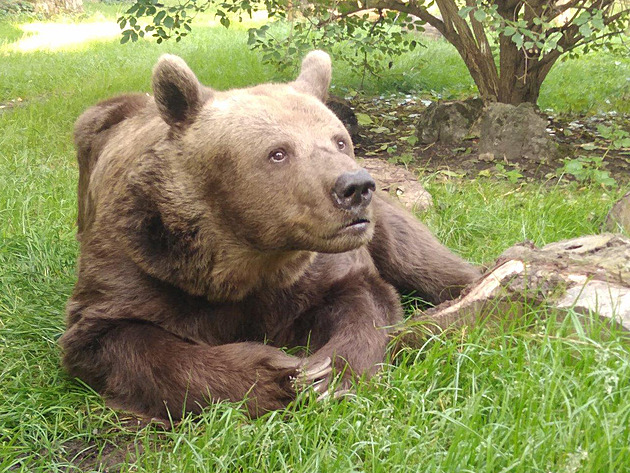 Medv�d Ludvík na náchodském zámku