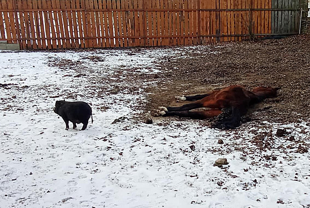 Mrtvý k na statku v ichalov na Karlovarsku
