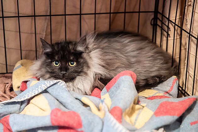 Útulek a pée o koky Andlský svt ve Sloupu v echách (21. 1. 2025)