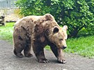 Medv�d Ludv�k na n�chodsk�m z�mku