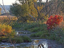 Národní park Údolí dolní Odry, Unteres Odertal, se vine podél hranic Polskem....