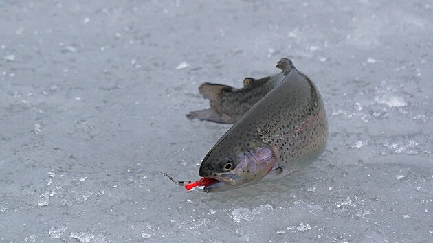 Kad ryb m svoji taktiku. Nkte chytaj na uml nstrahy, jin klasicky na splvek a ervky.