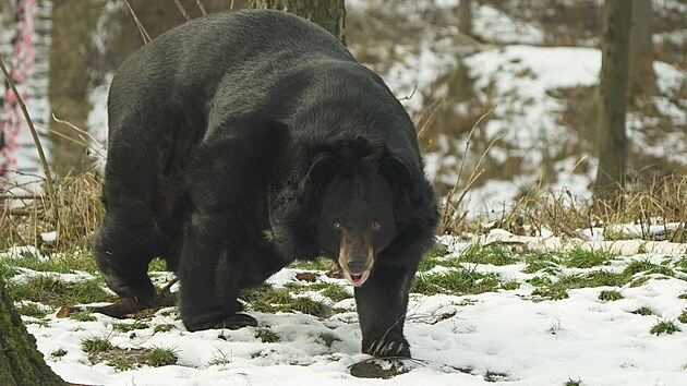 Medvd uat Jirka na sv prvn prochzce po vce ne hektarovm vbhu v ostravsk zoologick zahrad. (20. ledna 2025)