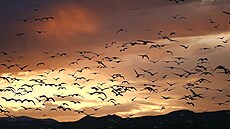 Tah migrujících pták