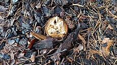 Po stromech z�staly nyní v Barákov� ulici ji� jenom pahýly.