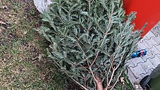 Na sídli�ti v Otrokovicích z�stal na strom� viset váno�ní strome�ek vyhozený z...