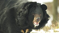 Medv�d u�atý Jirka na své první procházce po více ne� hektarovém výb�hu v...