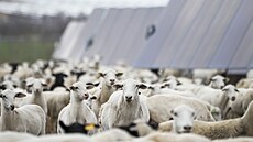 Nasazení zví�at na práci na solárních polích zárove� podporuje trh s ovcemi a...