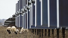 Ovce se procházejí v blízkosti solárních panel� na solární farm� spole�nosti SB...