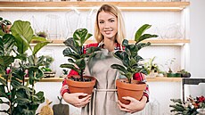 Jednou z rostlin, její� listy skv�le �istí vzduch v interiéru, je fíkus lyrový....