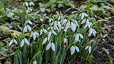 Kvetoucí sn�enky v centru B�eclavi (28. leden 2025)