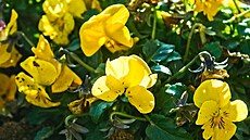 Violka �lutá (28. leden 2025)