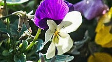 Violka trojbarevná (28. leden 2025)