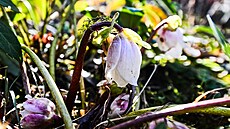 �eme�ice �erná (28. leden 2025)