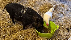 �ást zví�at z �ichalovského hospodá�ství na�la domov na farm� u sester...