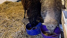 �ást zví�at z �ichalovského hospodá�ství na�la domov na farm� u sester...