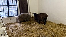 �ást zví�at z �ichalovského hospodá�ství na�la domov na farm� u sester...