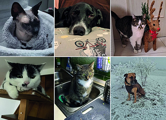 Nejroztomilej�í mazlí�ci m�síce ledna