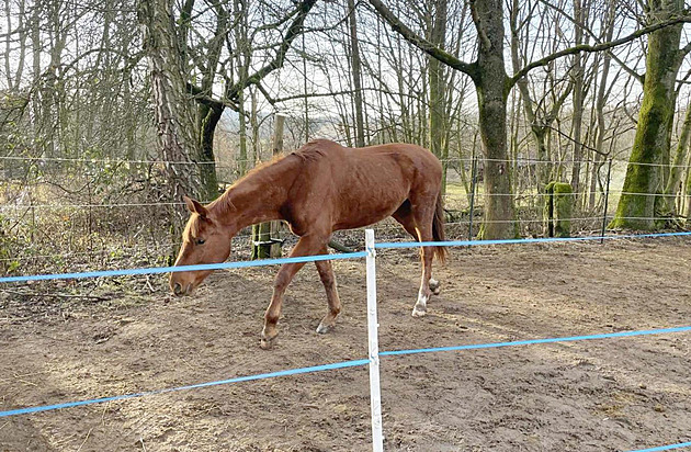 Záchranná akce kon� v �eském ráji. (29. ledna 2025)