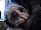 V jihlavsk� zoo se narodilo prvn� ml�d� guer�zy