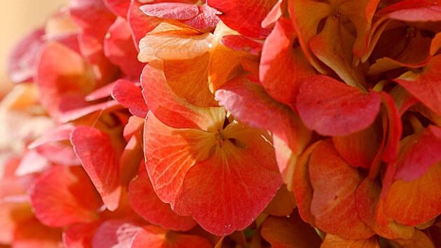 Detail kv�tenstv� hortenzie velkolist�