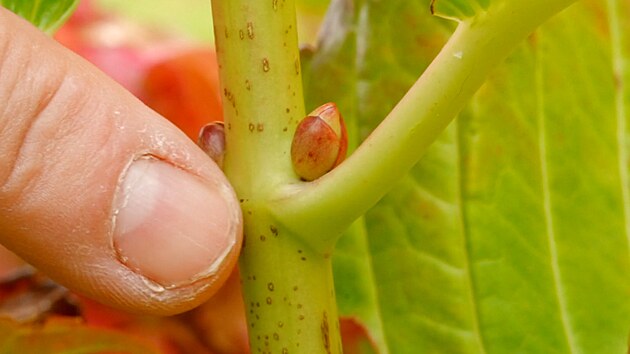 �skal� p�stov�n� hortenzie velkolist� spo��v� v tom, �e kv�ty zakl�d� u� v...