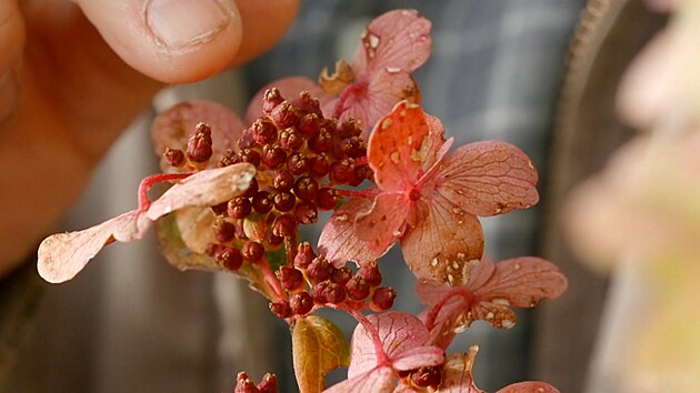 �Kv�tenstv� hortenzie pilovit� neb�v� tak kulovit�, ale sp�e ploch�, a nese v...