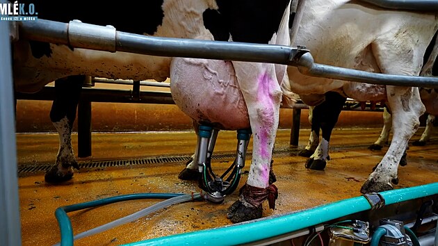 Zbry, kter spolek Zvata nejme podil na osmi farmch v Kraji Vysoina, m svdit o trn dobytka chovanho pro mlko.