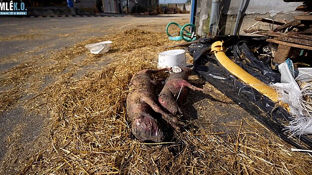 Zbry, kter spolek Zvata nejme podil na osmi farmch v Kraji Vysoina, m svdit o trn dobytka chovanho pro mlko.