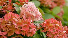 Kv�ty hortenzie velkolisté jsou opravdu nádherné. 