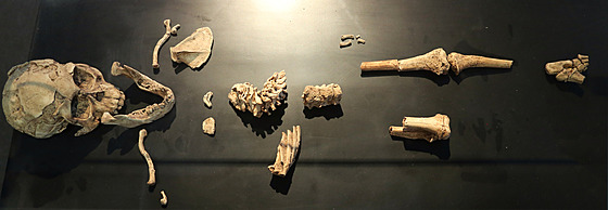 V Národním muzeu bude vedle Lucy vystavena i Selam, kostra dít�te, která je...