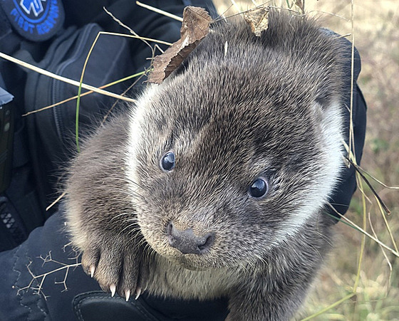 Vyd�í mlád� sko�ilo �idi�ce do motoru. (2. února 2025)