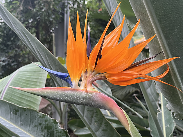 Po zim� jsou znovu otev�ené sbírkové skleníky výstavi�t� Flora Olomouc. Tahákem...