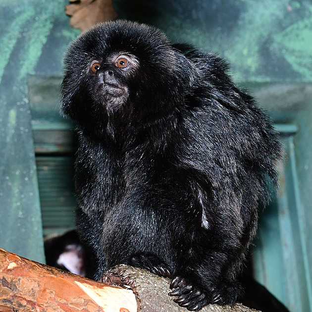 Opi�ka drápkatá pat�í k nejv�t�ím labu�ník�m.