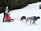 V Jizersk�ch hor�ch se konaj� z�vody ps�ch sp�e�en�. (1. �nora 2025)