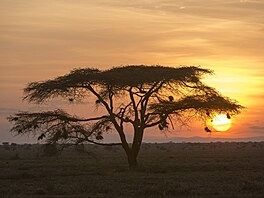 Málokde jsou západy slunce tak divoké a surové jako v národním parku Serengeti...