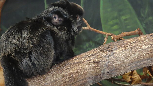 Opi�ka dr�pkat� pat�� k nejv�t��m labu�n�k�m.